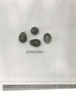 Click for 1 image(s) for this accession. FRUIT